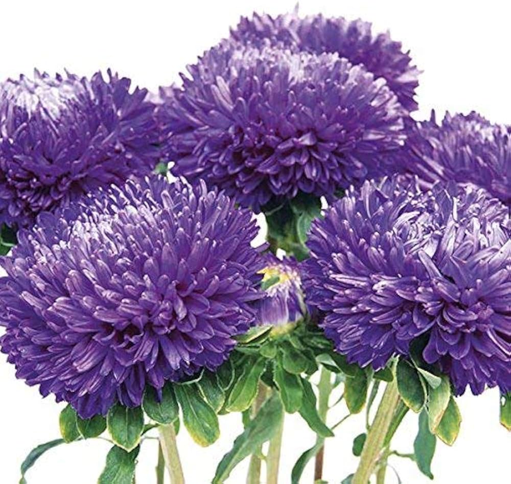 Silky Aster Samen – trockenheitsverträglich mehrjährig Wildblume Lavendel Blüten