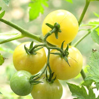 Gelb Tomate Samen Solanum lycopersicum zum Pflanzen in Gemüse Patch and Balcony Planters