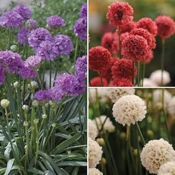 Mixed joystick blume samen for anpflanzung - low maintenance, heirloom & gmo free samen for home garten
 
 sale samen for home garten