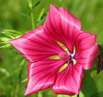 Malope vulcan blume samen for anpflanzung – heirloom, non-gmo, long bloom season garten samen
 
 sale for anpflanzung in home garten.
