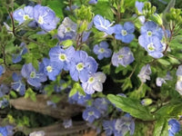 Creeping Blau Speedwell Samen zur Aussaat Blume Beet Hausgarten