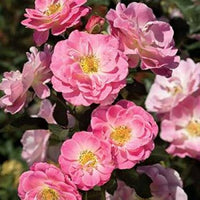 Rosa Chinensis Blumensamen