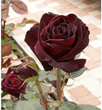Rot baccara blume samen for anpflanzung - seasonal bloomer, heirloom & gmo free samen for home garten
 
 sale samen for home garten