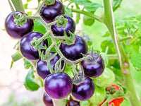 Organic Lila Cherry Tomate Samen