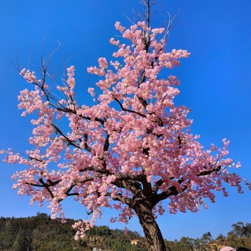 Japanese Cherry Blossom Prunus serrulata Blumensamen zur Aussaat Garten