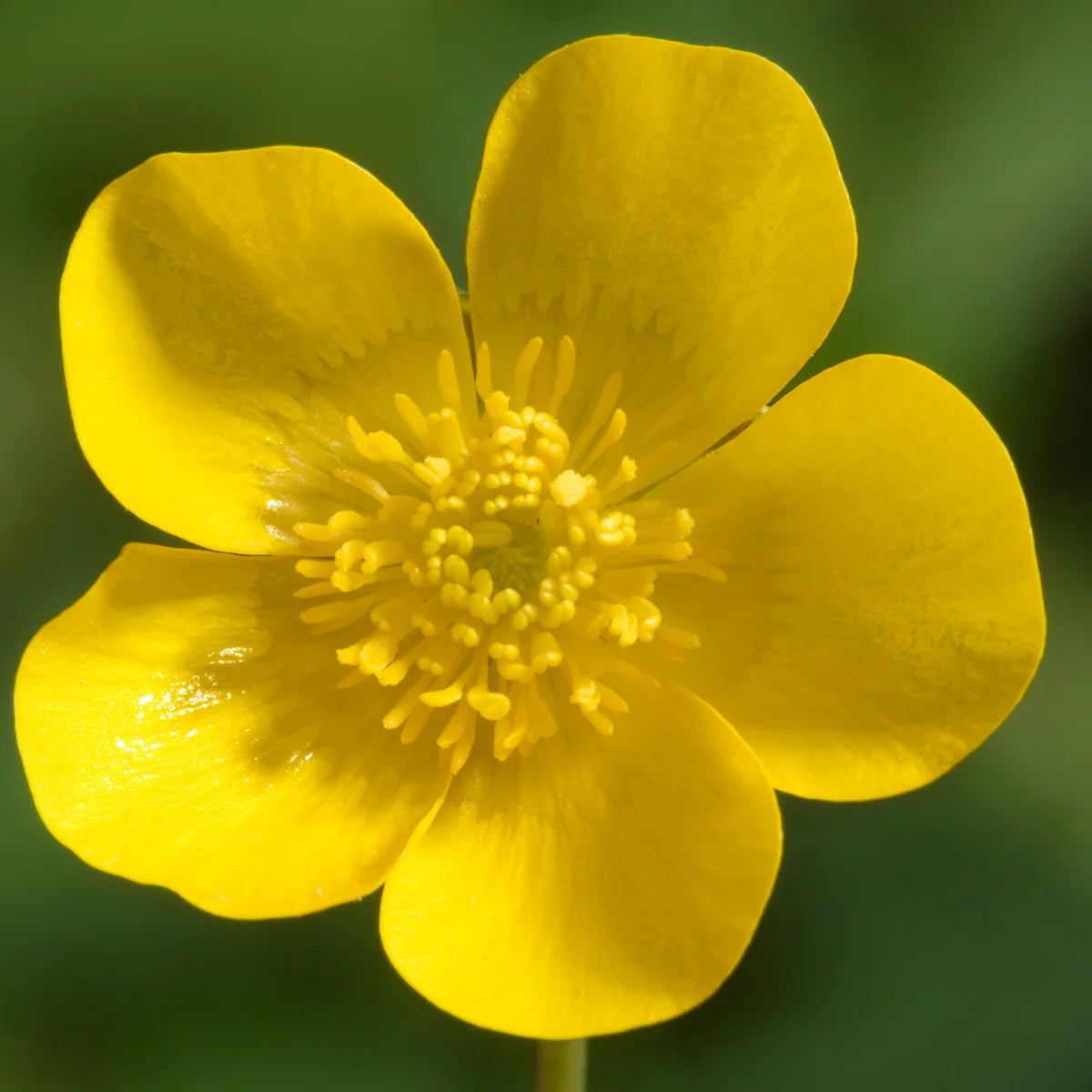 Gelb Buttercup Blumensamen Aussaat Essentials