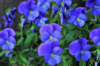 Stiefmütterchen Veilchen tricolor Blumensamen zur Aussaat
