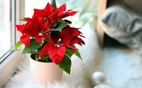 Poinsettia blume samen for anpflanzung - long bloom season, heirloom & gmo free samen for home garten
 
 sale samen for anpflanzung in home garten