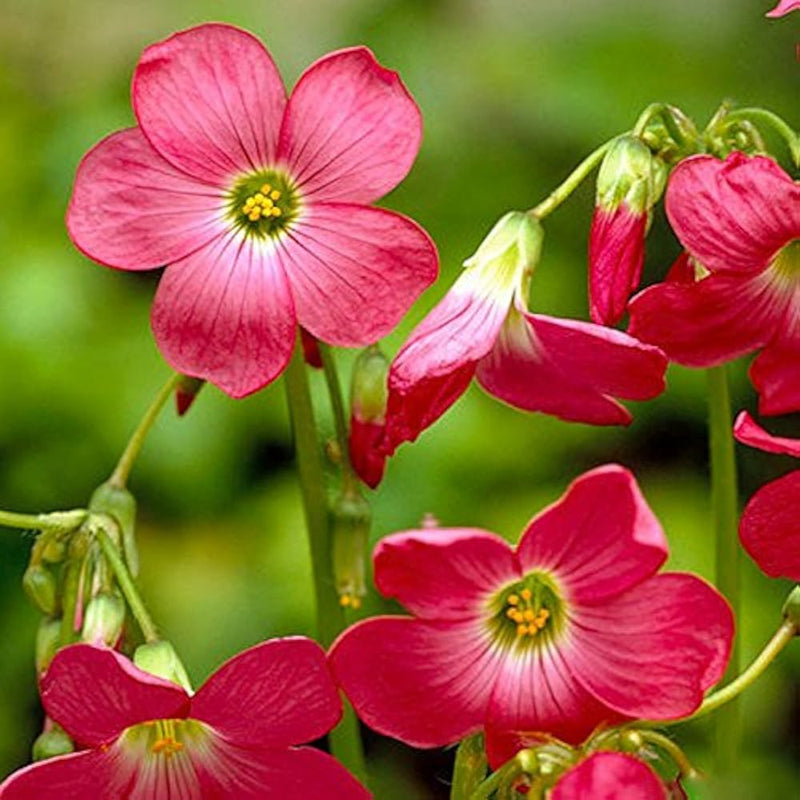 Sorrel Blumensamen zur Aussaat – Schnitt Blume beliebt – Traditionssorte & ohne Gentechnik Samen Hausgarten