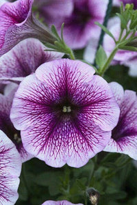 Tritunia Violett Petunie Samen zur Aussaat elegant Lila Blumen