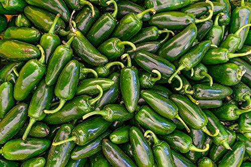 Jalapeno M Pepper Samen for Mildly Hot Peppers