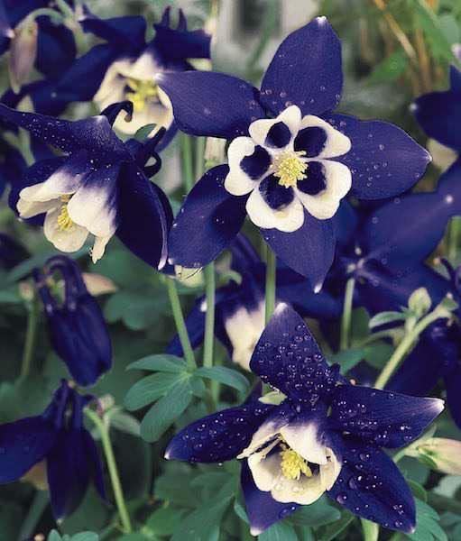 dunkel Violett Akelei Blumensamen zur Aussaat farbenfroh Schau Traditionssorte & ohne Gentechnik Samen Hausgarten