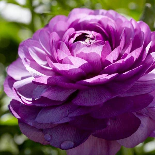 Lavendel Ranunculus Blumensamen – Halbschatten verträglich Traditionssorte & ohne Gentechnik Hausgarten