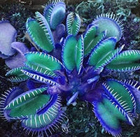 Blau Grün Venus Fly Trap Samen Blumensamen zur Aussaat sonnenliebend Traditionssorte & ohne Gentechnik Samen Hausgarten