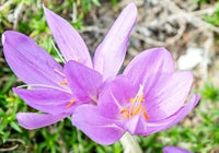 Light rosa crocus blume samen for anpflanzung - premium quality, heirloom & gmo free samen for home garten
 
 sale samen for home garten
