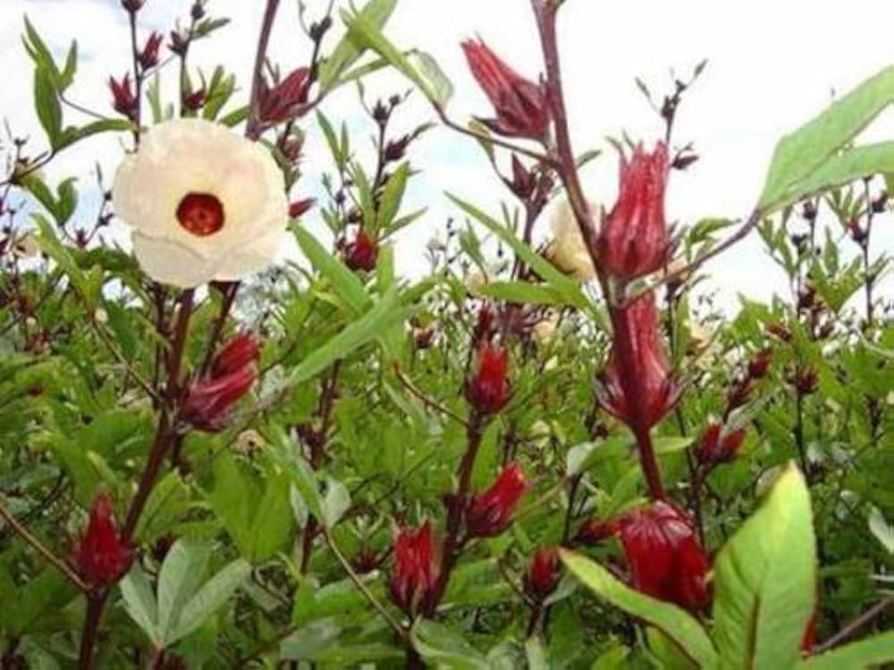 Roselle Hibiskus Sabdariffa Samen zur Aussaat Edible Garten Herbal Patch