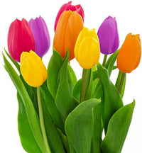 Bonsai Tulpe Bulb Blumensamen Miniature Wuchs