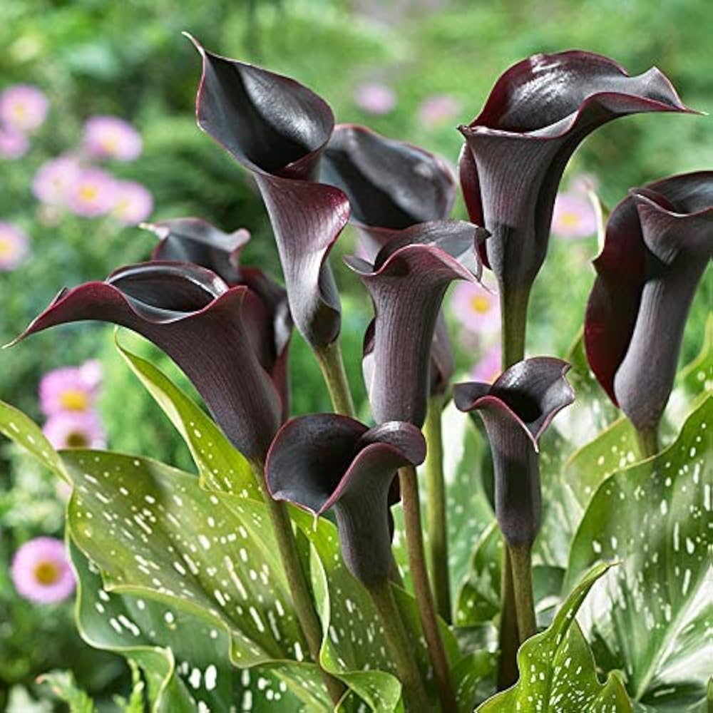 tief Lila Calla Blumensamen zur Aussaat – Landhaus Garten wichtig – Traditionssorte & ohne Gentechnik Samen Hausgarten