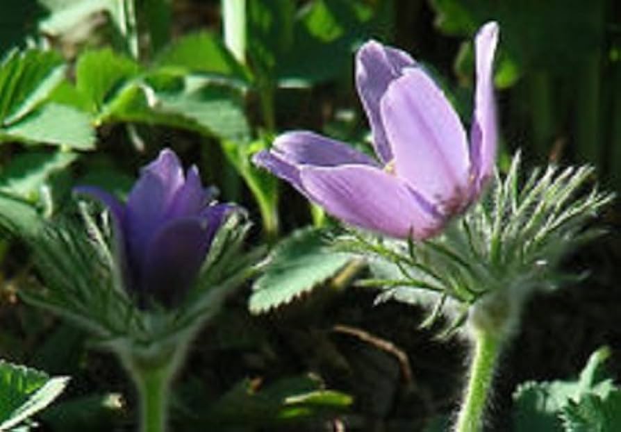 Pasque Blume Pulsatilla Samen – Heiler Stain Vulgaris mehrjährige Blüten