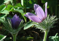 Pasque Blume Pulsatilla Samen – Heiler Stain Vulgaris mehrjährige Blüten