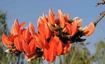 Monosperma blume samen for anpflanzung - vibrant colors, heirloom & gmo free samen for home garten
 
 sale for anpflanzung in home garten.