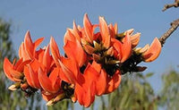 Monosperma blume samen for anpflanzung - vibrant colors, heirloom & gmo free samen for home garten
 
 sale for anpflanzung in home garten.