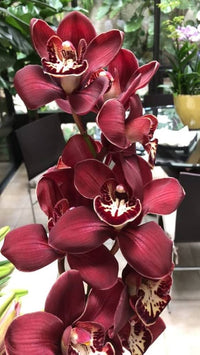Kastanienrot Schmetterlingsorchidee Orchidee Blumensamen zur Aussaat – leuchtend – Traditionssorte & ohne Gentechnik Samen Hausgarten