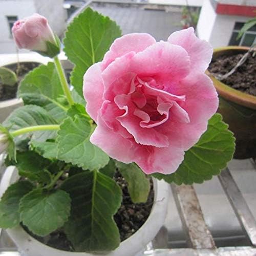 Soft Rosa Brazilian Gloxinie Blumensamen zur Aussaat sonnenliebend Traditionssorte & ohne Gentechnik Samen Hausgarten