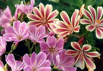 Rosa cotyledon blume samen for anpflanzung - premium quality, heirloom & gmo free samen for home garten
sale samen for home garten