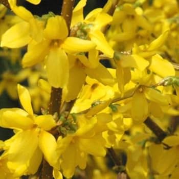 Trifoliate Forsythia Blumensamen zur Aussaat – sonnenliebend – Traditionssorte & ohne Gentechnik Samen Hausgarten