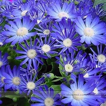 Blau bellis perennis blume samen for anpflanzung - hardy variety, heirloom & gmo free samen for home garten
 
 sale samen for home garten