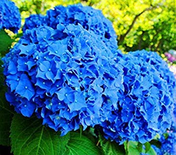 Thick Blau Geranie Blumensamen zur Aussaat pflegeleicht Traditionssorte & ohne Gentechnik Samen Hausgarten