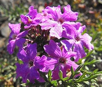 Lila moss verbena blume samen for anpflanzung - cut blume favorite, heirloom & gmo free samen for home garten
 
 sale for anpflanzung in home garten
