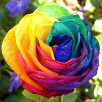 Gemischt Holland Rose Blumensamen zur Aussaat Garten beliebt Traditionssorte & ohne Gentechnik Samen Hausgarten