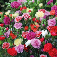 Inkarnatklee french-italian carnation samen for blume garten