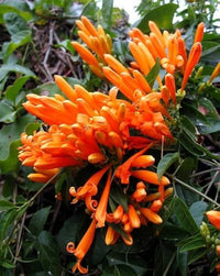 hell Orange Pyrostegia Venusta Blumensamen zur Aussaat ideal Rabatten Traditionssorte & ohne Gentechnik Samen Hausgarten