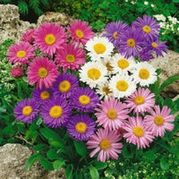 Paper Blumensamen zur Aussaat – sonnenliebend – Traditionssorte & ohne Gentechnik Samen Hausgarten