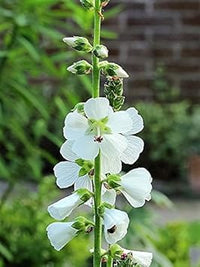 Weiß checkermallow blume samen for anpflanzung - long bloom season, heirloom & gmo free samen for home garten
 
 sale for anpflanzung in home garten.
