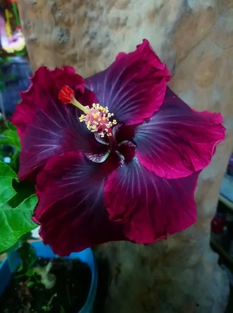 Lila Kastanienrot Hibiskus Blumensamen zur Aussaat – farbenfroh Schau – Traditionssorte & ohne Gentechnik Samen Hausgarten