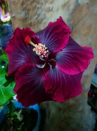 Lila Kastanienrot Hibiskus Blumensamen zur Aussaat – farbenfroh Schau – Traditionssorte & ohne Gentechnik Samen Hausgarten