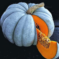 Jarrahdale pumpkin samen für einfachen aussaat gemüse samen
