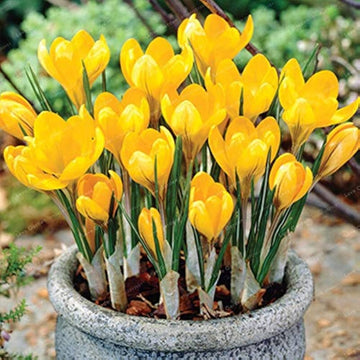 Gelb crocus blume samen for anpflanzung - wildflower mix, heirloom & gmo free samen for home garten
 
 sale samen for anpflanzung in home garten