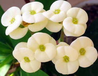 Weiß Euphorbia Milii Samen zur Aussaat – elegant Blumensamen a Garten