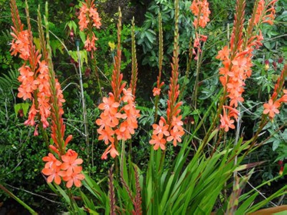 Bugle lily watsonia pflanze blume samen