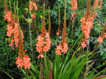 Bugle lily watsonia pflanze blume samen