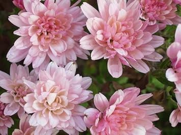 Light rosa chrysanthemum blume samen for anpflanzung - vibrant colors, heirloom & gmo free samen for home garten
 
 sale for anpflanzung in home garten