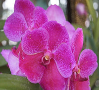dunkel Rosa Schmetterlingsorchidee Orchidee Samen zur Aussaat Wildblume Mischung Traditionssorte & ohne Gentechnik Samen Hausgarten