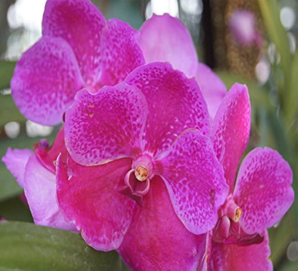 Rosa Schmetterlingsorchidee Orchidee Samen Blumensamen zur Aussaat duftend Blüten Traditionssorte & ohne Gentechnik Samen Hausgarten