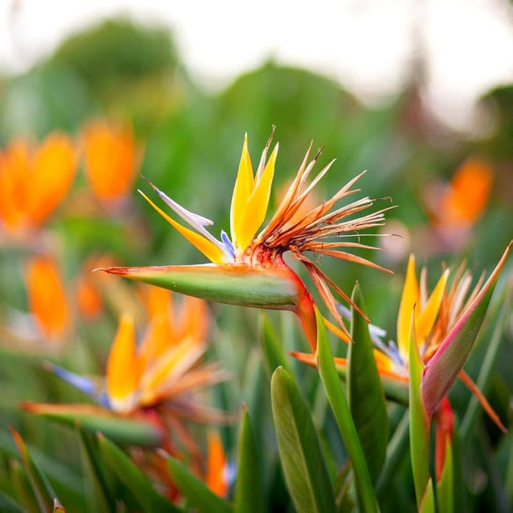 Orange Blau Paradiesvogelblume Reginae Blumensamen zur Aussaat Anzucht Traditionssorte & ohne Gentechnik Samen Hausgarten