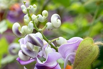 Vigna caracalla blume samen for anpflanzung - cottage garten essential, heirloom & gmo free samen for home garten
sale samen for home garten